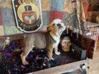Bulldog Puppy for sale in Cadiz, KY, USA