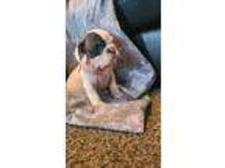 Bulldog Puppy for sale in Alvord, IA, USA