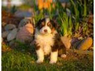Australian Shepherd Puppy for sale in Platteville, CO, USA