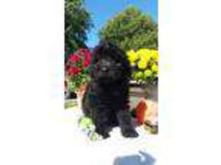 Goldendoodle Puppy for sale in Evansville, IL, USA