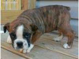 Valley Bulldog Puppy for sale in Wareham, MA, USA