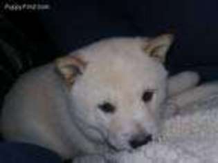 Shiba Inu Puppy for sale in Saint Joseph, MI, USA