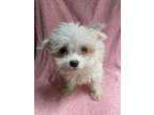 Maltese Puppy for sale in Bumpass, VA, USA