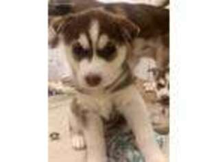 Siberian Husky Puppy for sale in Lincoln, MA, USA