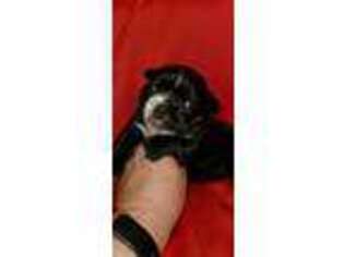 Mutt Puppy for sale in Houston, OH, USA