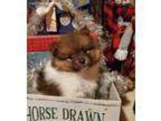 Pomeranian Puppy for sale in Nocona, TX, USA