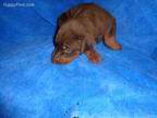 Doberman Pinscher Puppy for sale in Fritch, TX, USA