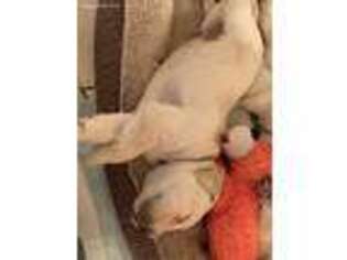 Labrador Retriever Puppy for sale in Hamilton, MO, USA