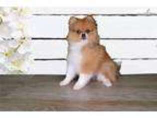 Pomeranian Puppy for sale in Saint George, UT, USA