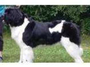Newfoundland Puppy for sale in Saukville, WI, USA