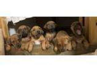 Rhodesian Ridgeback Puppy for sale in Chandler, OK, USA