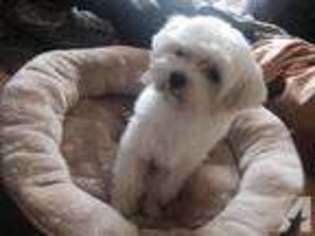 Maltese Puppy for sale in EVERETT, WA, USA