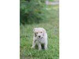 Goldendoodle Puppy for sale in Hanscom AFB, MA, USA