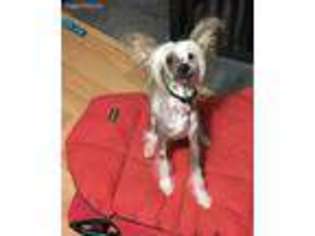 Chinese Crested Puppy for sale in Madison Lake, MN, USA