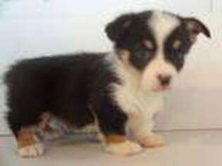 Pembroke Welsh Corgi Puppy for sale in Lewistown, OH, USA