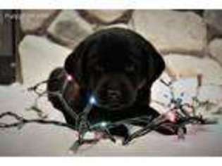Labrador Retriever Puppy for sale in West Branch, MI, USA