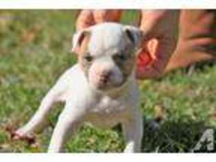 American Bulldog Puppy for sale in HIGHLAND, CA, USA