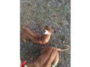 Rhodesian Ridgeback Puppy for sale in Vernon, FL, USA
