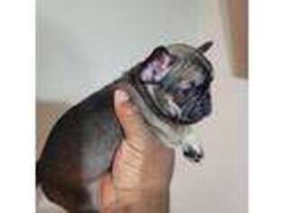 French Bulldog Puppy for sale in Cedartown, GA, USA