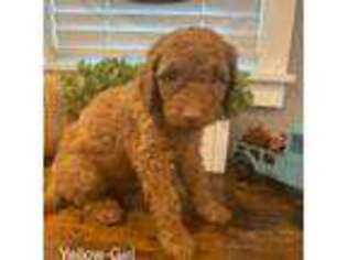 Labradoodle Puppy for sale in Wrightwood, CA, USA