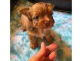Yorkshire Terrier Puppy for sale in Gaffney, SC, USA