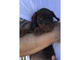 Doberman Pinscher Puppy for sale in Beaumont, CA, USA