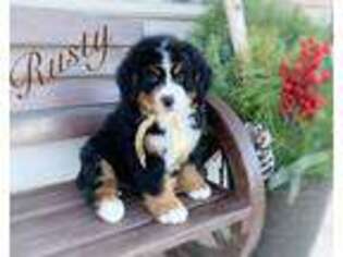 Bernese Mountain Dog Puppy for sale in Salem, UT, USA