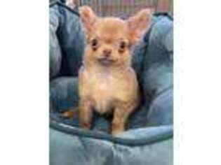 Chihuahua Puppy for sale in Rocky Face, GA, USA