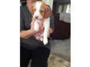 Brittany Puppy for sale in Perrysville, OH, USA
