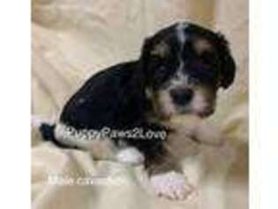 Cavachon Puppy for sale in Sibley, IA, USA
