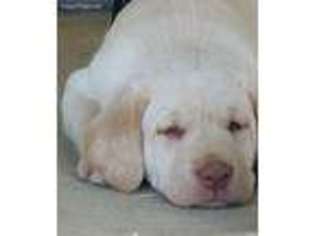 Labrador Retriever Puppy for sale in Sheridan, CA, USA