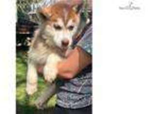 Siberian Husky Puppy for sale in Lynchburg, VA, USA