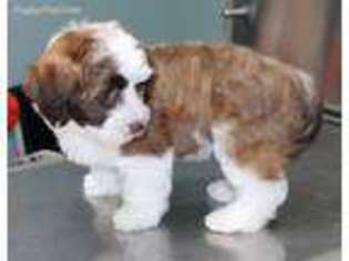 Havanese Puppy for sale in Portsmouth, OH, USA