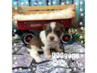 Yorkshire Terrier Puppy for sale in Adamsville, TN, USA