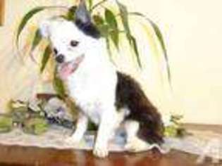 Chihuahua Puppy for sale in DECATUR, AL, USA
