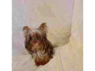 Yorkshire Terrier Puppy for sale in Blackwell, OK, USA