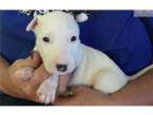 Bull Terrier Puppy for sale in Topeka, KS, USA
