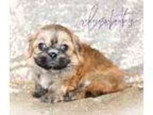 Mal-Shi Puppy for sale in Baxter Springs, KS, USA
