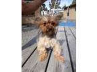 Yorkshire Terrier Puppy for sale in Post, OR, USA