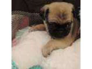 Pug Puppy for sale in Salem, OR, USA