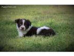 Border Collie Puppy for sale in Belton, SC, USA