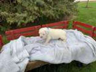 Boxer Puppy for sale in Arthur, IL, USA