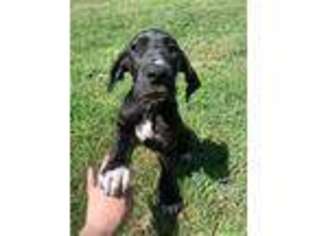 Great Dane Puppy for sale in Denton, TX, USA