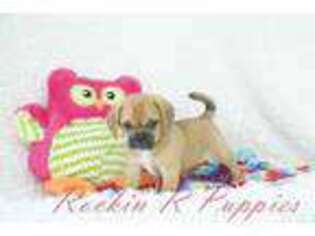 Puggle Puppy for sale in Pottersville, MO, USA