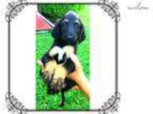 Medium Photo #1 Afghan Hound Puppy For Sale in Harrisburg, PA, USA