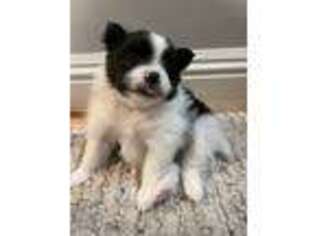 Pomeranian Puppy for sale in Lewis Center, OH, USA