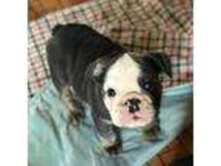 Bulldog Puppy for sale in Brooksville, FL, USA