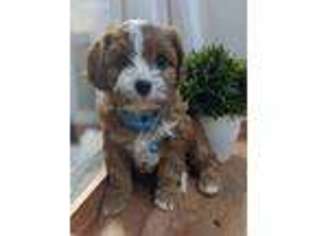 Cavapoo Puppy for sale in Meridian, ID, USA