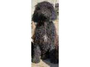 Labradoodle Puppy for sale in Highmore, SD, USA