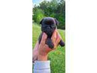 Brussels Griffon Puppy for sale in Chatsworth, GA, USA